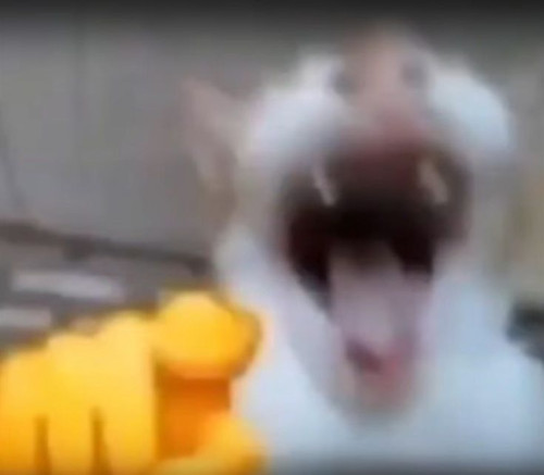 Tio Rachmad Darminto